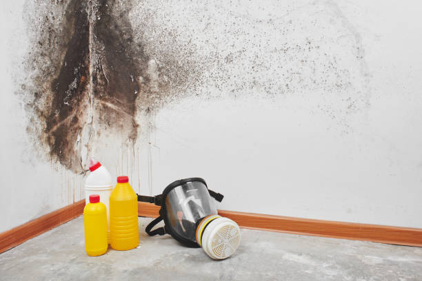 Best Commercial Mold Remediation in Orfordville, WI