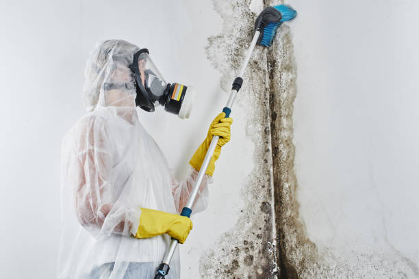 Best Post-Flood Mold Remediation in Orfordville, WI