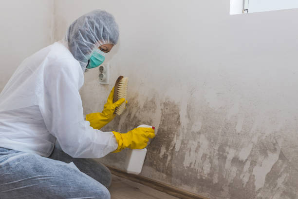 Professional Mold Remediation in Orfordville, WI