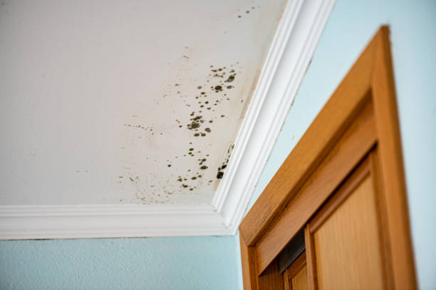 Best Mold Remediation for Schools in Orfordville, WI