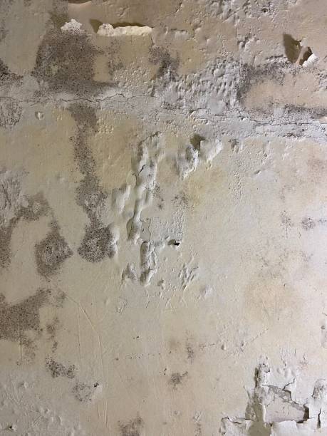 Best Crawl Space Mold Remediation in Orfordville, WI