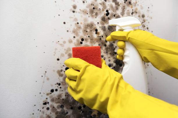 Best Residential Mold Remediation in Orfordville, WI