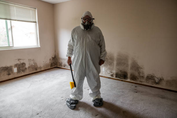 Best Black Mold Remediation in Orfordville, WI
