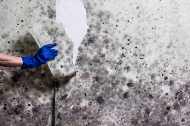 Best Basement Mold Remediation in Orfordville, WI