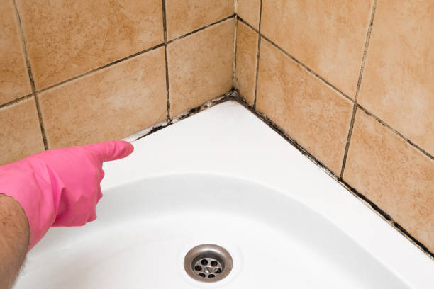 Best White Mold Remediation in Orfordville, WI